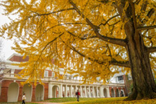 An enormous tree outside the Lawn in fall yellow