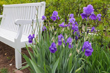 Bearded irises in bloom in the Pavilion II garden