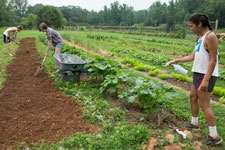 UVA students working in the Kitchen Garden at Morven Farm