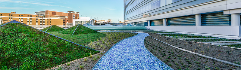 New green roof at UVA Hospital