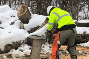 A Facilities Management landscaper cutting a tree stump with a chainsaw