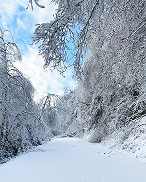 Heavy snowfall covering a road and surrounding trees