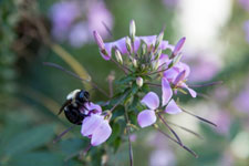 Close-up of a bee on a flower