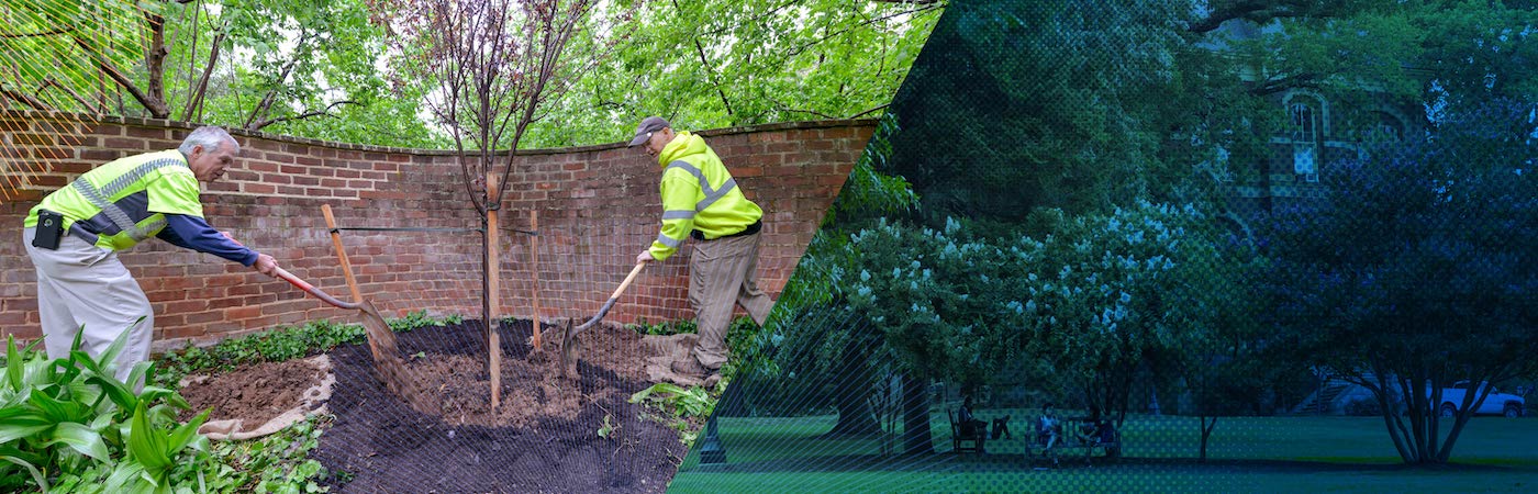 Landscape workers planting a sapling
