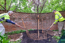 Landscape workers plant a sapling