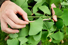 A closeup view of large green ginkgo leaves