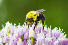 Close-up of a bee on a flower