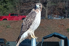 A red-tailed hawk perched on a pole in a construction site