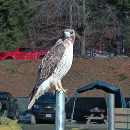 A red-tailed hawk perched on a pole in a construction site
