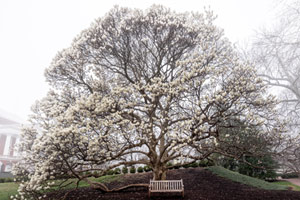 The Yulan Magnolia in full bloom