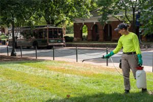 Em Ford sprays nematodes in a grid pattern on the recently laid sod in front of Alderman Library.