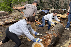 A UVA Sawmilling team rolling a log together