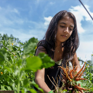 Fourth-year student Diya Gupta picking carrots