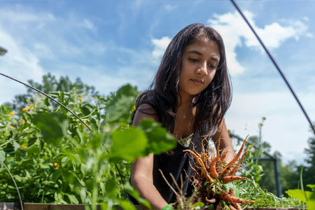 Fourth-year student Diya Gupta picking carrots