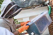 Richmond bee wrangler John Adams uses a modified shop vacuum to remove honey bees from a hive.