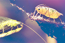 Microscopic nematode and white grub