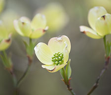 dogwood blooms