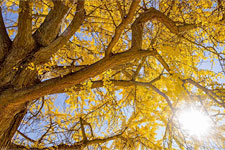 Looking through the Pratt Ginko branches