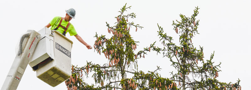 A landscaping expert sprinkles predatory mites onto the tops of a spruce tree