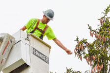 Sub contractor sprinkles predatory mites on top of a spruce tree