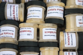 Containers filled with predatory mites
