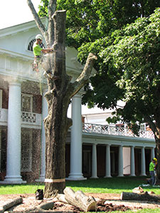 Employee cutting off tree branches on the Lawn