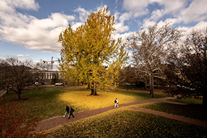 Photo of the Pratt gingko tree shedding yellow leaves in the fall
