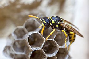 Wasp with nest